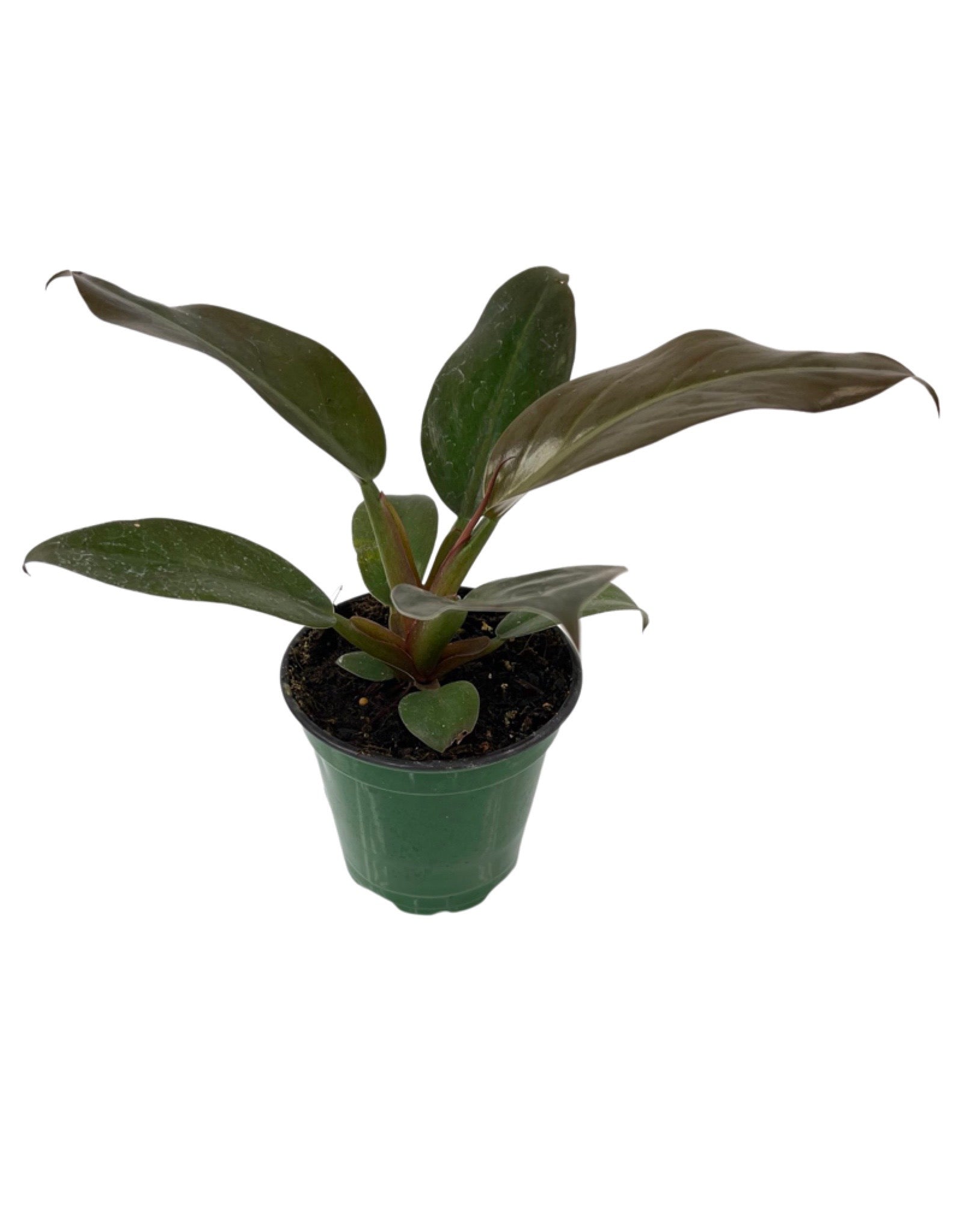 red diamond philodendron Philodendron 'Red Diamond' – The Garden Corner