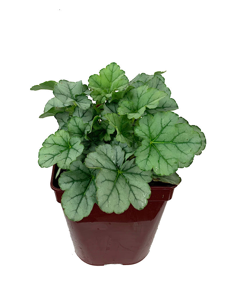 Heuchera 'Little Cuties Shimmer'