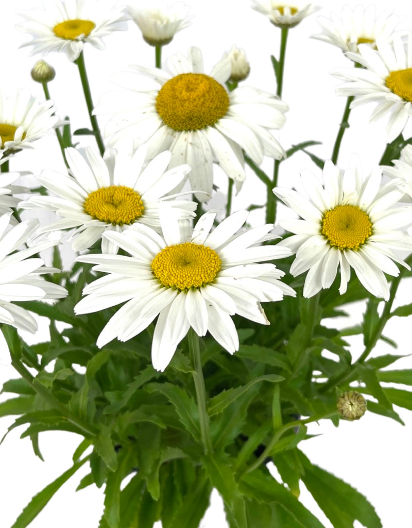 Leucanthemum 'Snowcap' 1 Gallon - The Garden Corner