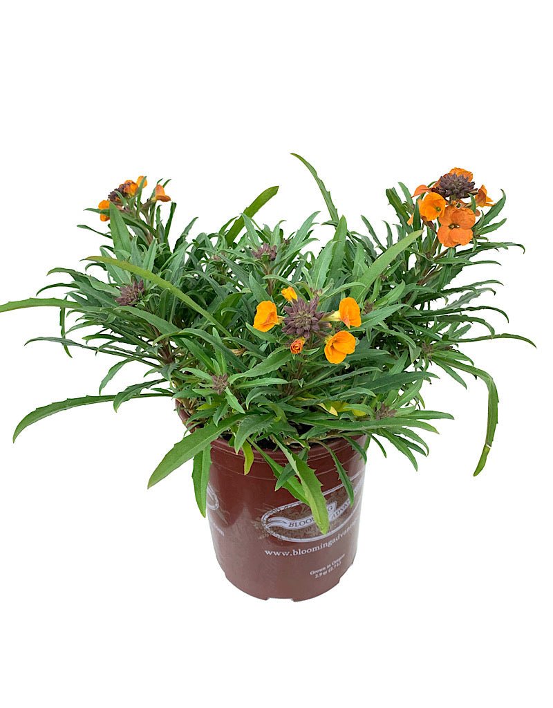 Erysimum 'Apricot Twist' - The Garden Corner
