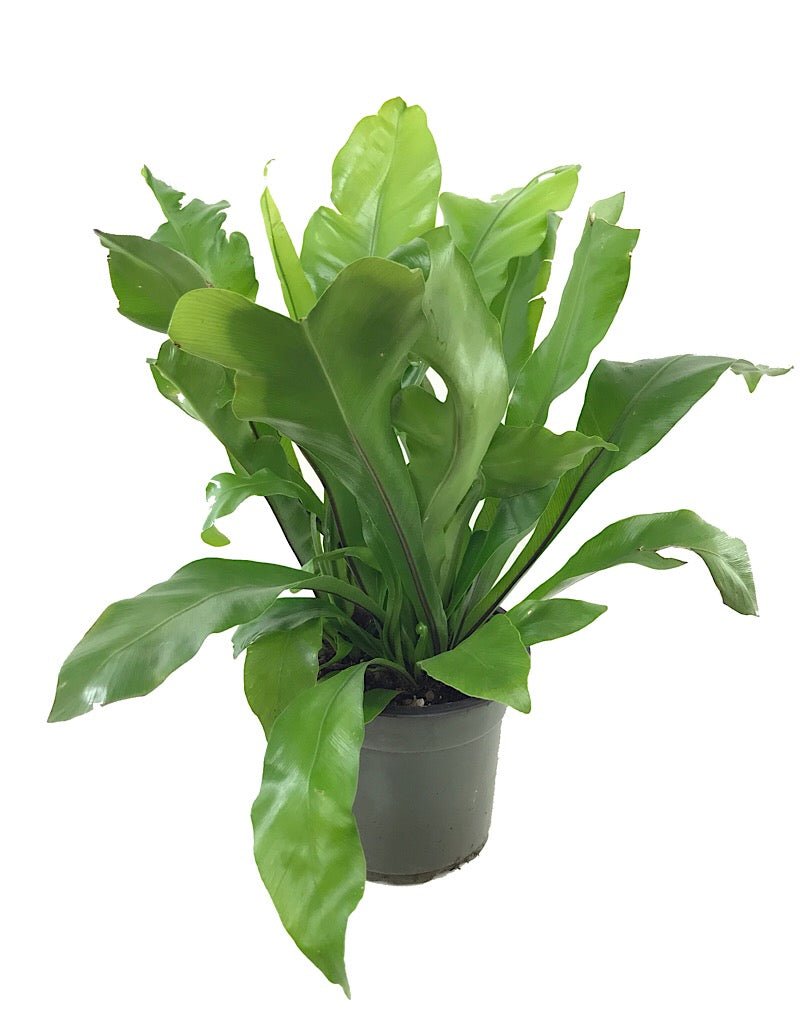 Asplenium antiquum 'Victoria'