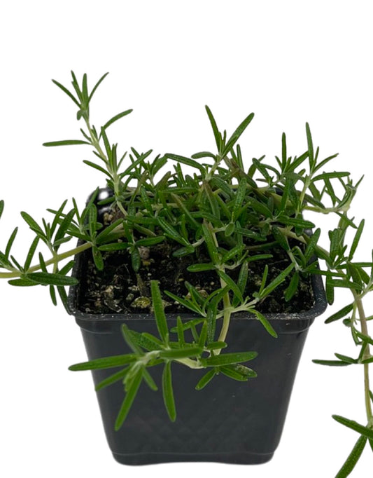 Rosmarinus 'Irene' 4 Inch - The Garden Corner