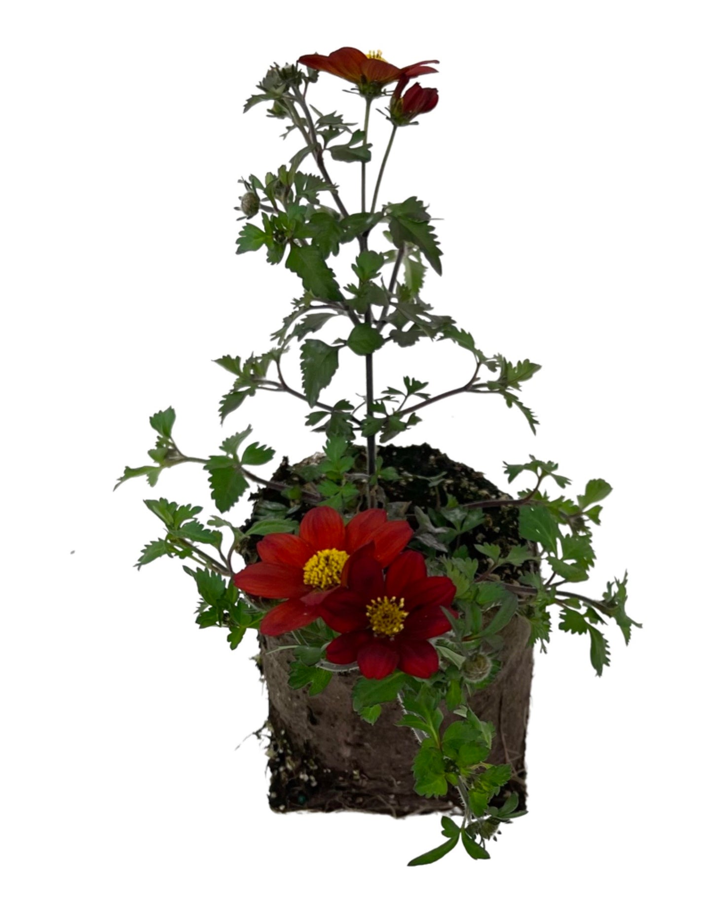 Bidens 'Brazen Rising Sun'