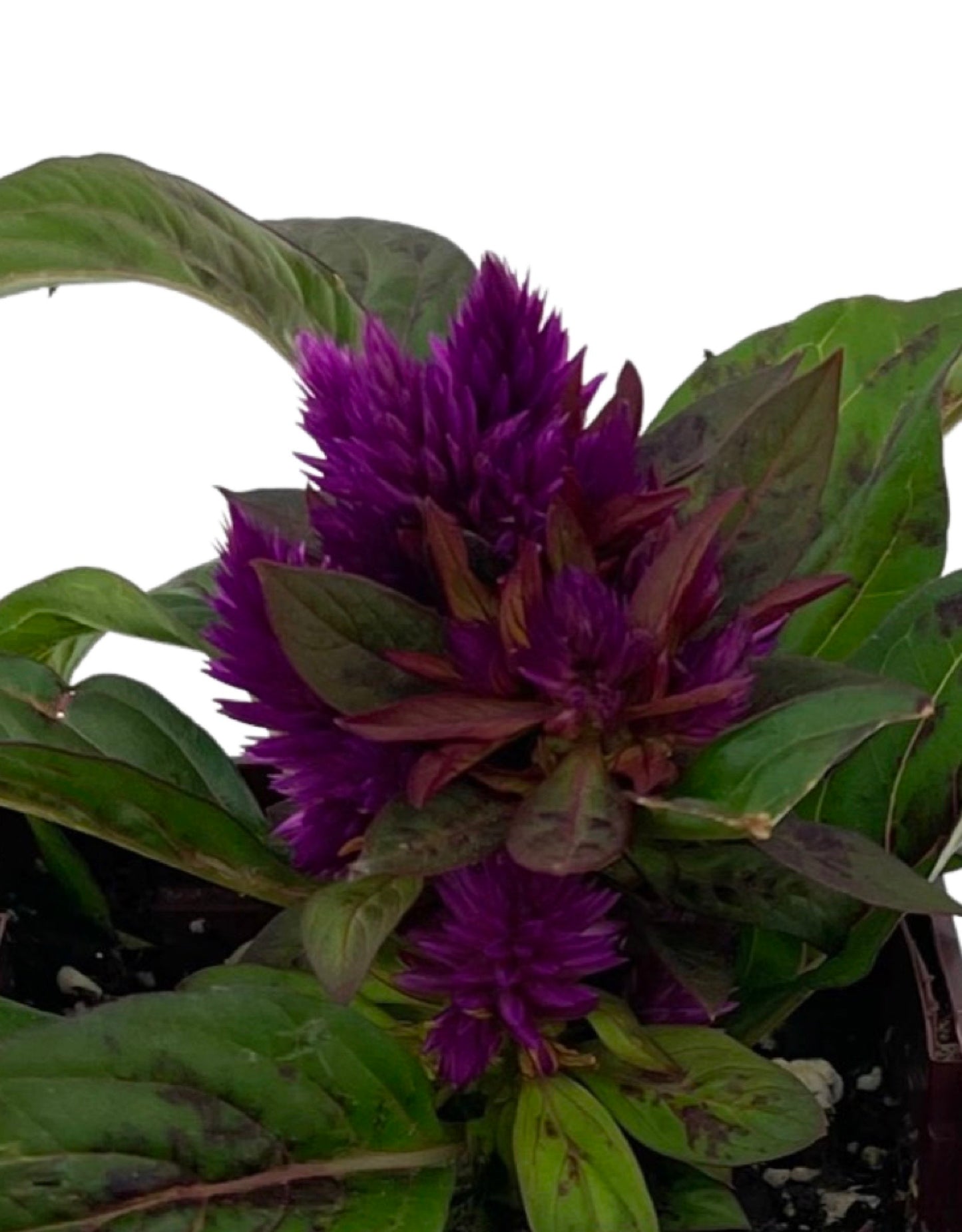 Celosia intenz - The Garden Corner