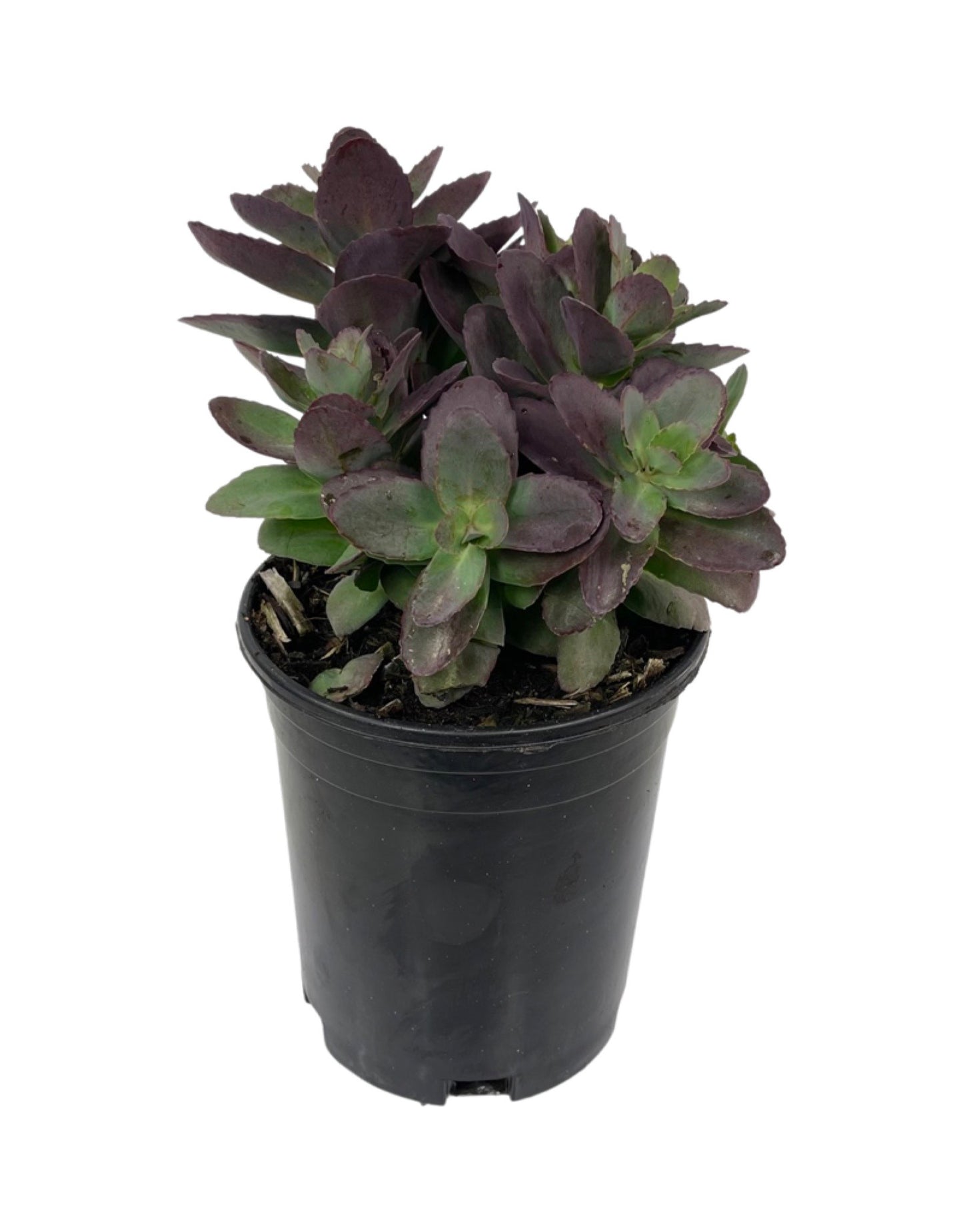 Sedum 'Conga Line'