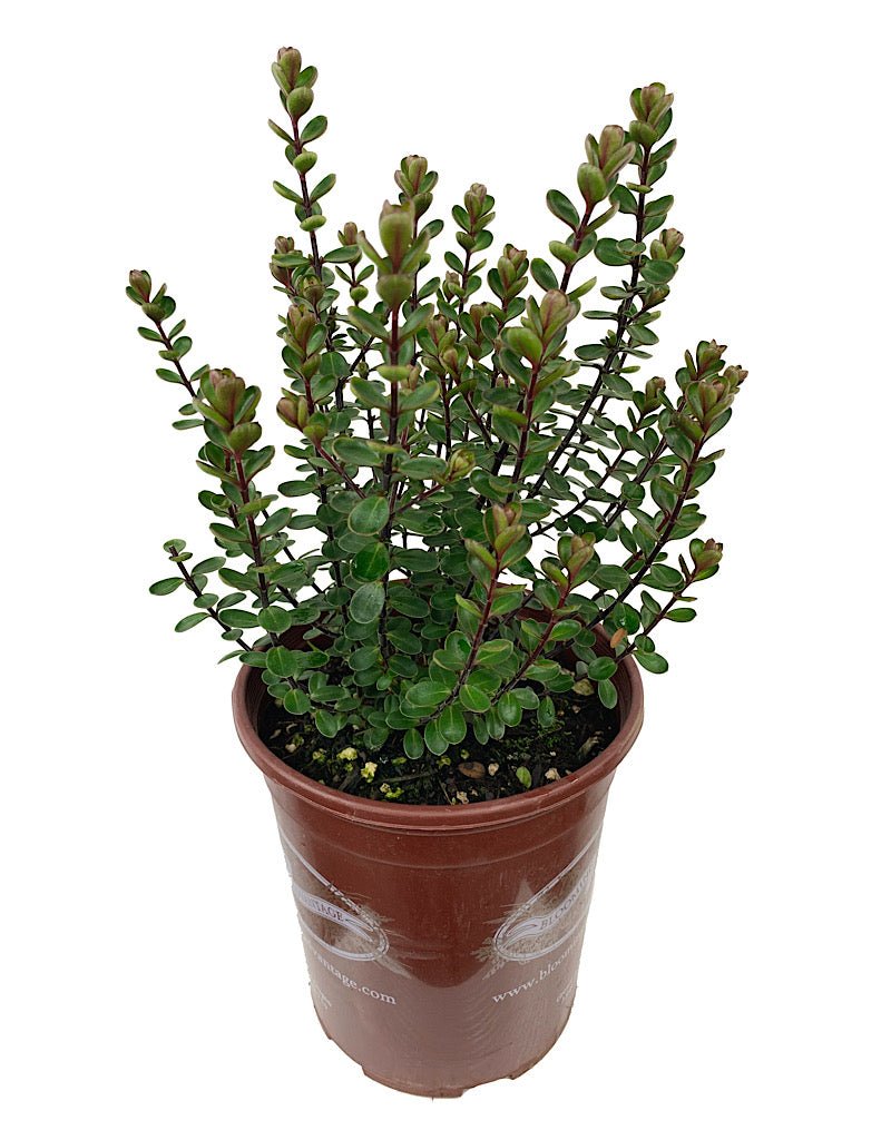 Hebe x 'Champion' - The Garden Corner