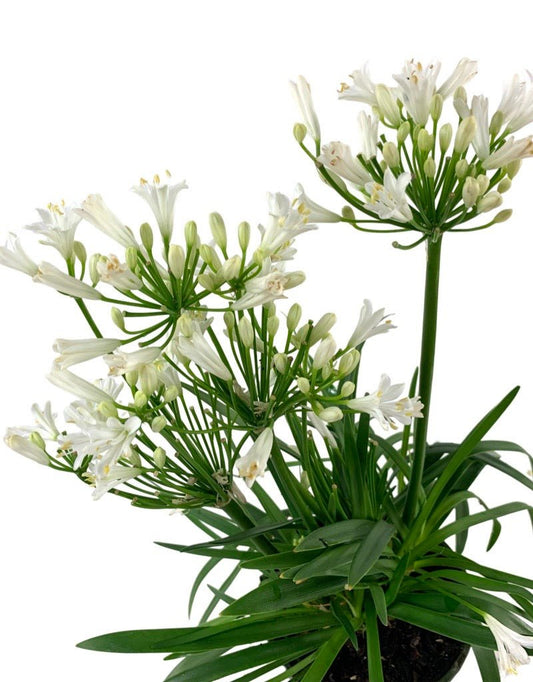 Agapanthus 'Bridal Veil' - The Garden Corner