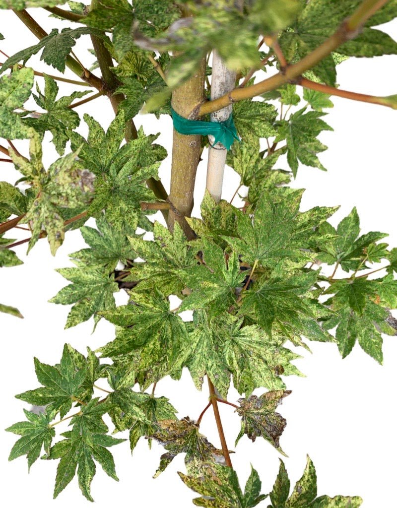 Acer sieboldianum 'Kumoi Nishiki' - The Garden Corner