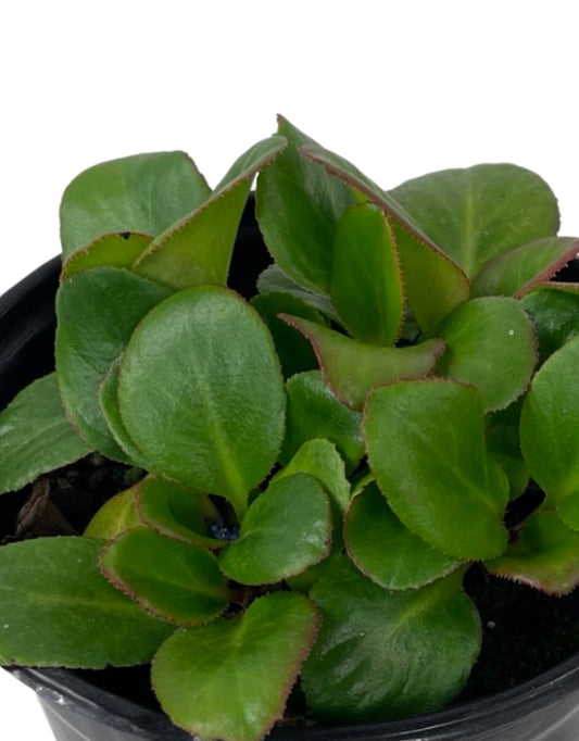 Bergenia 'Bach' - The Garden Corner