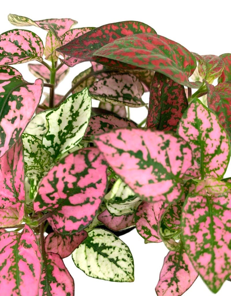 Hypoestes mixed 'Red/White/Pink' - House Plants