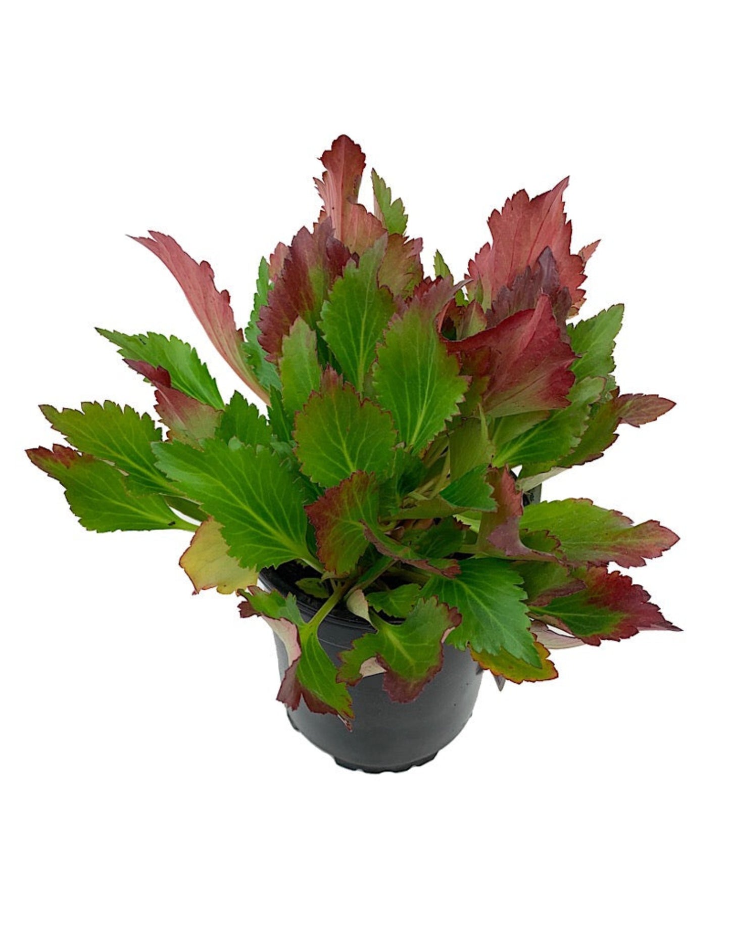 Mukgenia Nova® 'Flame' - The Garden Corner