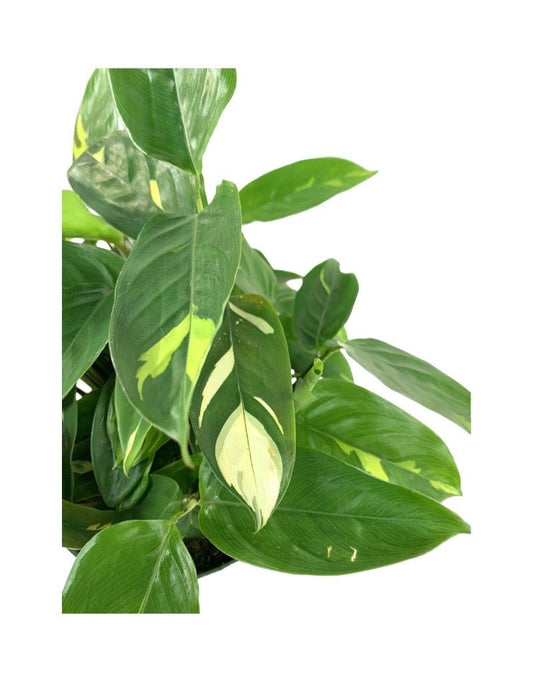 Ctenanthe lubbersiana 'Golden Mosaic' 6 inch - The Garden Corner