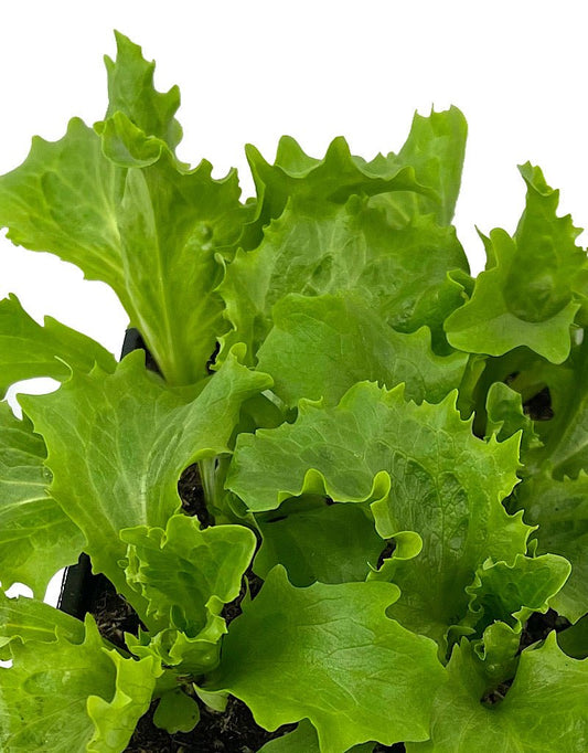 Lettuce 'Great Lakes Iceberg' - The Garden Corner