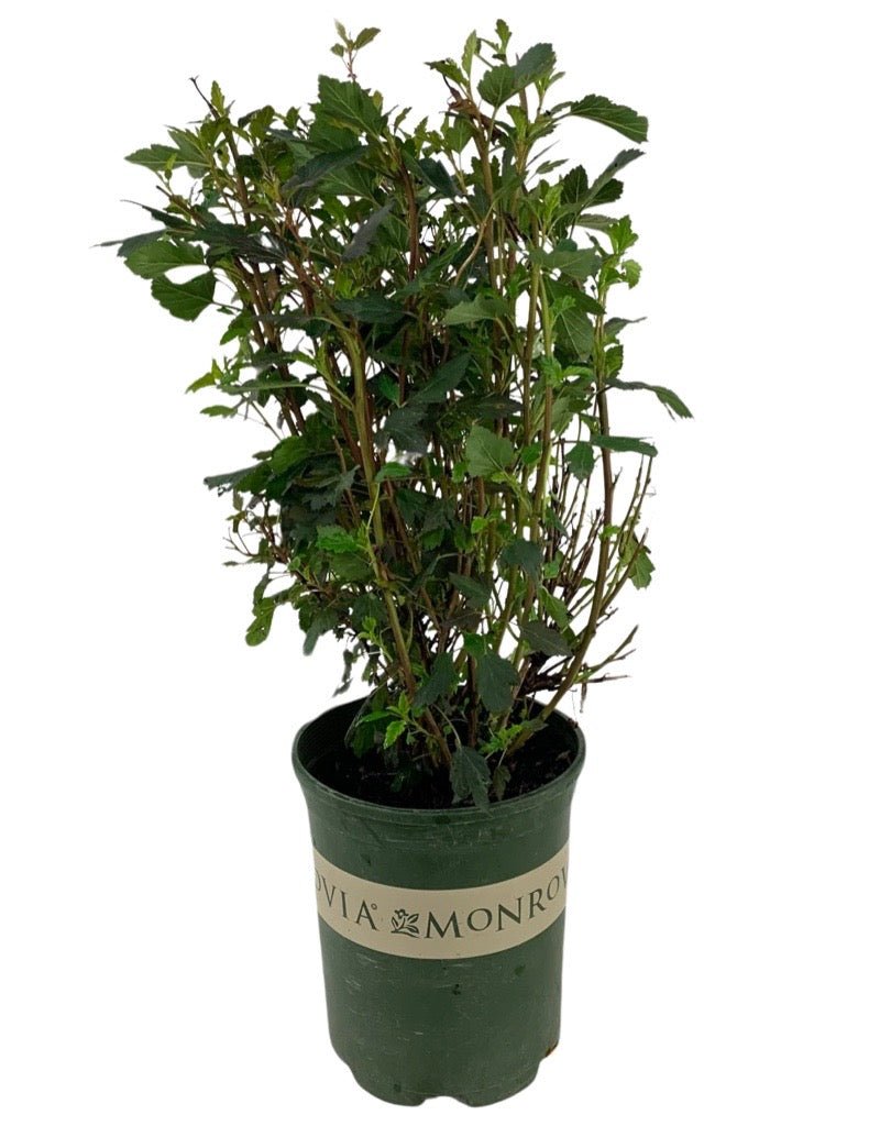 Physocarpus opulifolius 'Little Joker' - Shrubs