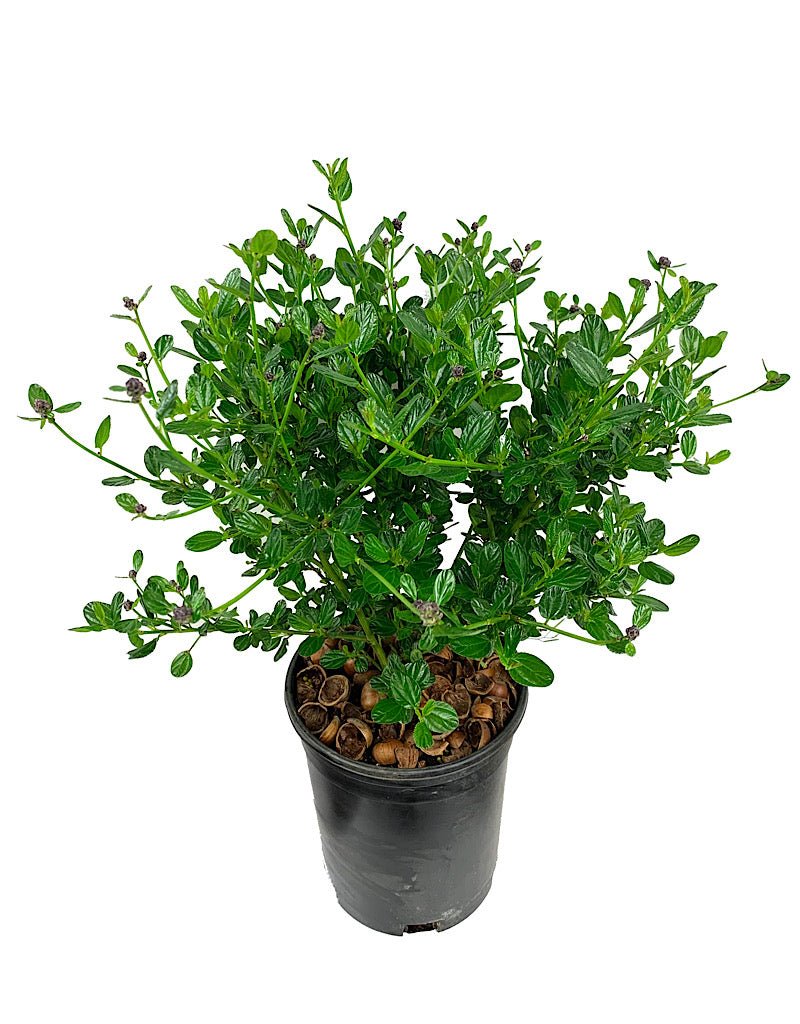 Ceanothus thyrsiflorus 'Victoria' - Shrubs