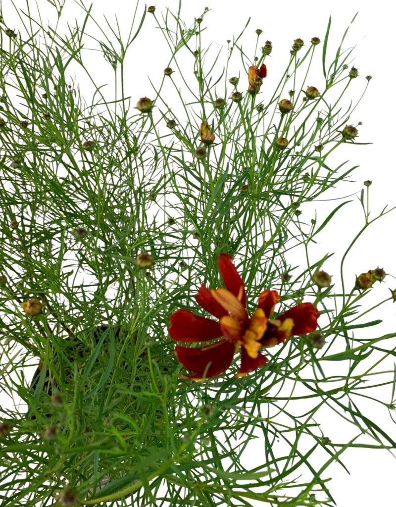 Coreopsis verticillata 'Broad Street'
