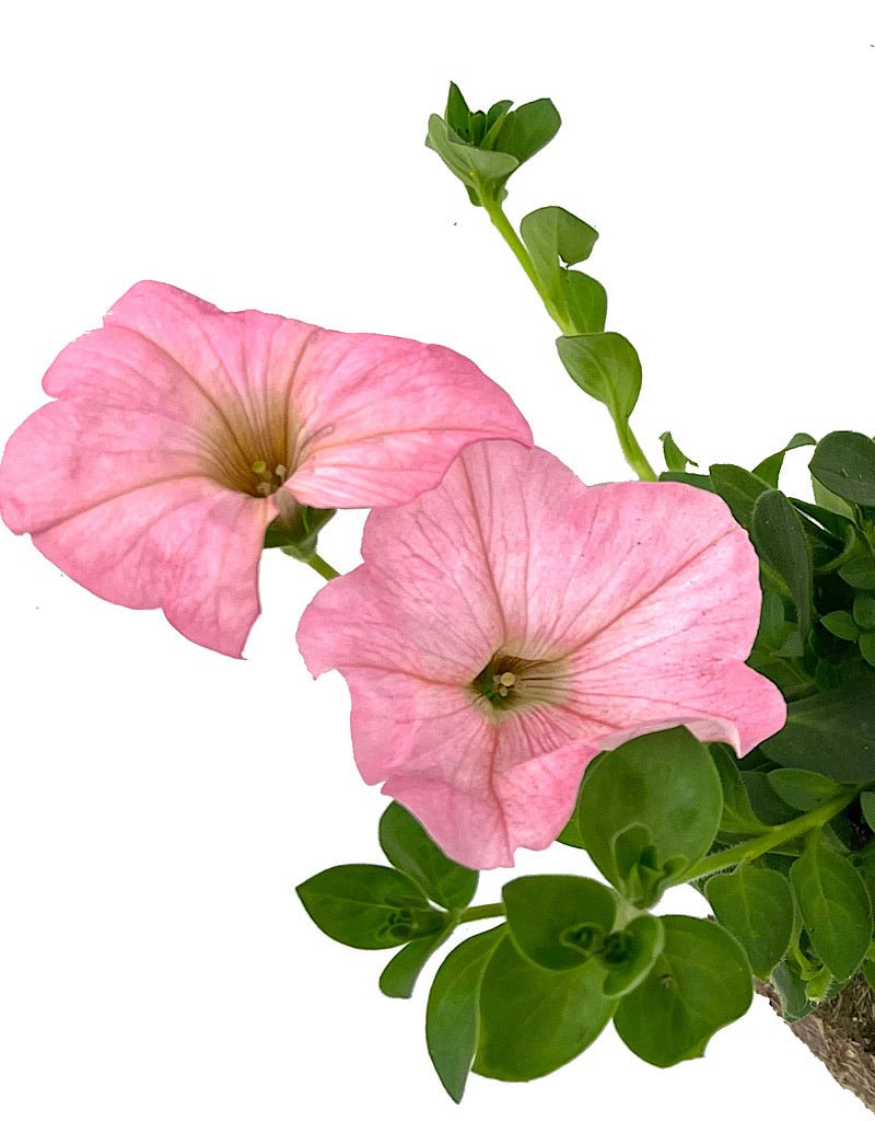 Petunia 'Main Stage Pink' - The Garden Corner