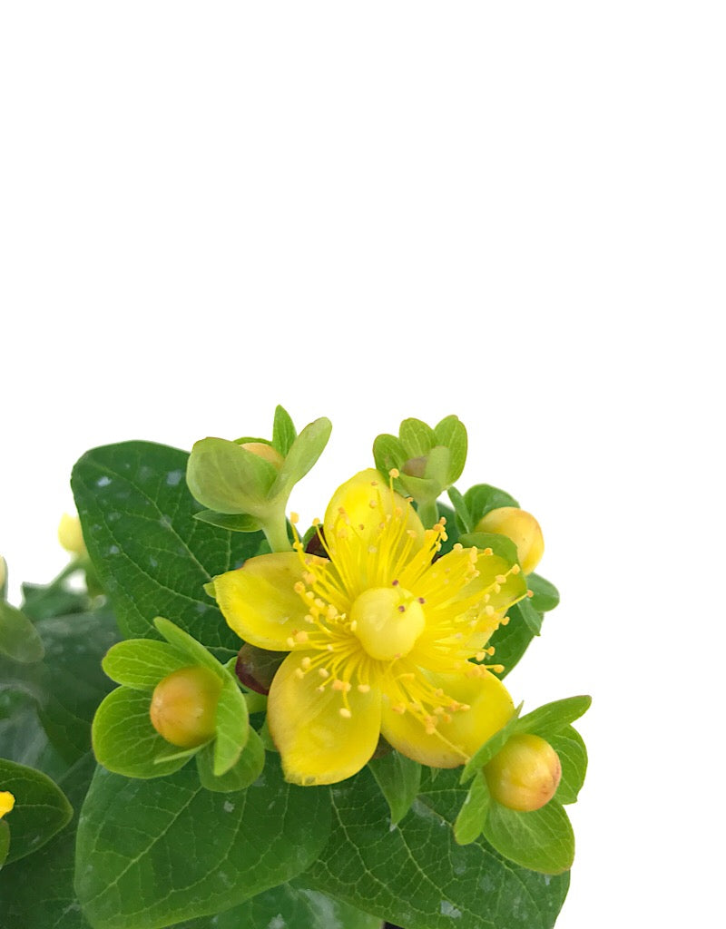 Hypericum 'Magical Ivory' - Quart