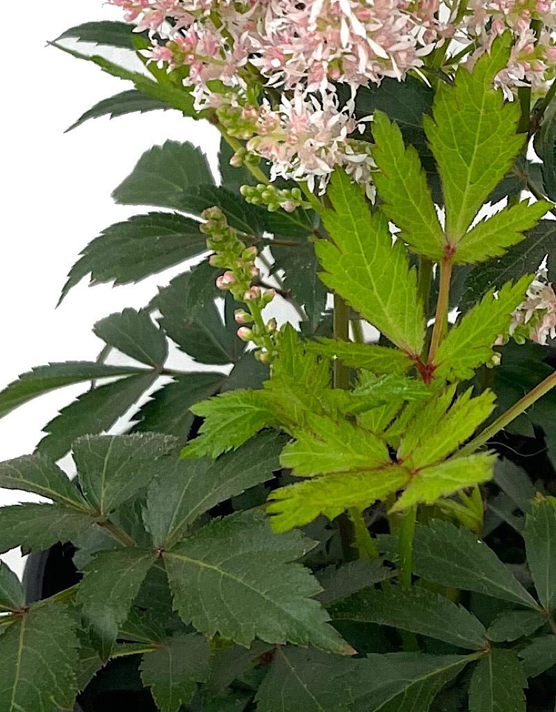Astilbe 'Younique Salmon' - The Garden Corner