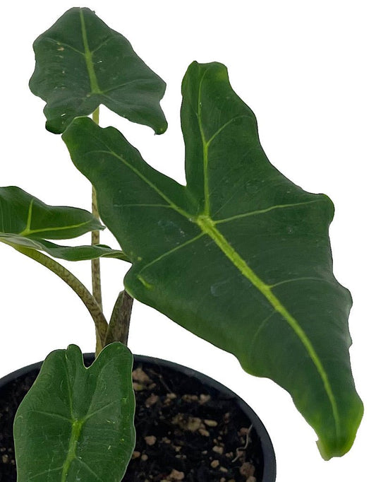 Alocasia 'Sarian' - The Garden Corner