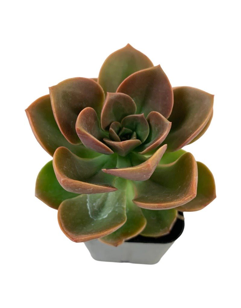 Echeveria angustifolia - The Garden Corner
