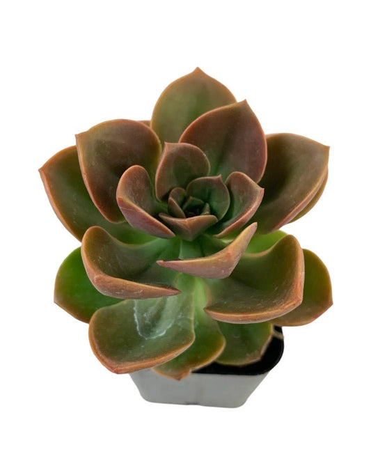 Echeveria angustifolia - The Garden Corner