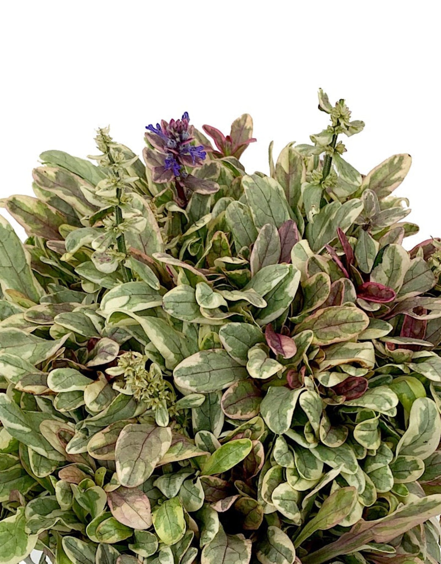 Ajuga tenorii 'Princess Nadia'