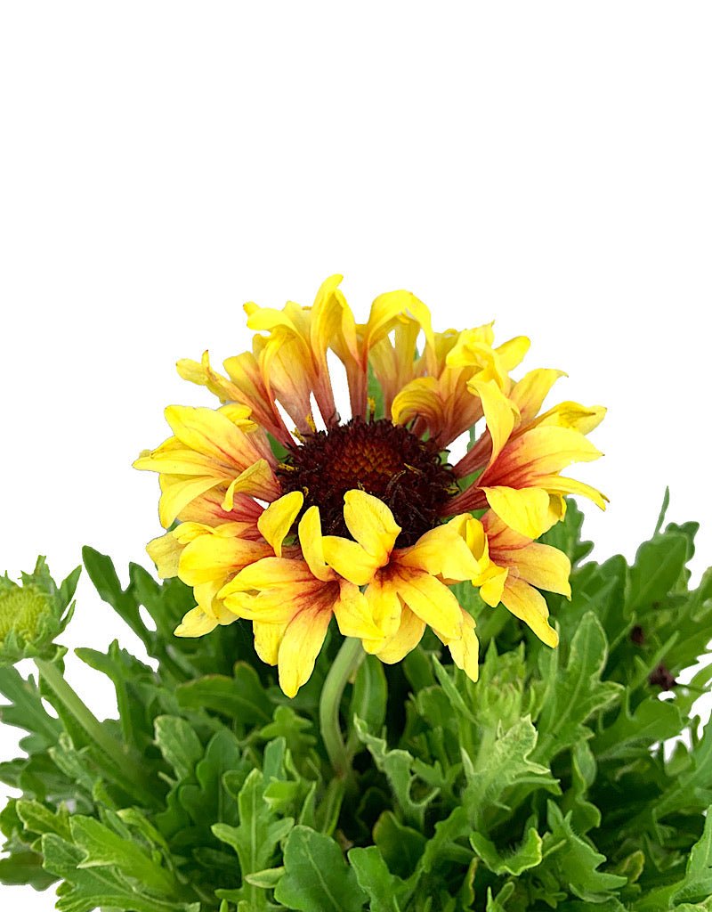 Gaillardia 'Fanfare Blaze' 1 Gallon - The Garden Corner