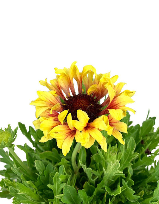 Gaillardia 'Fanfare Blaze' 1 Gallon - The Garden Corner