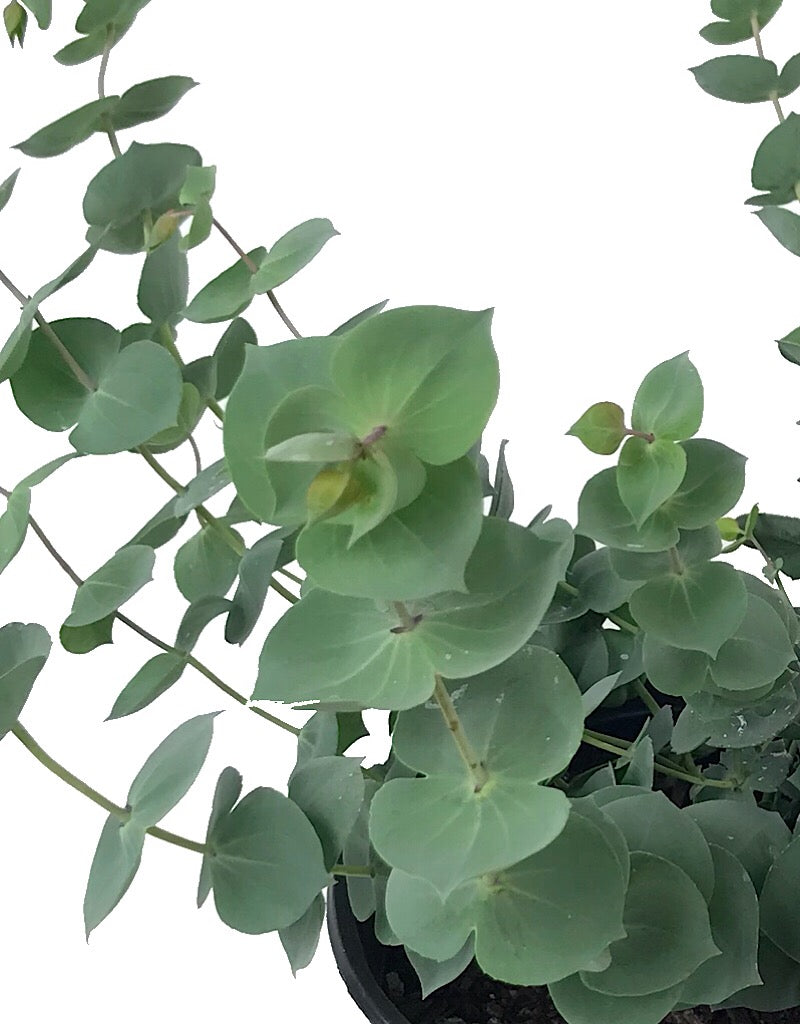 Parahebe perfoliata 1 gal