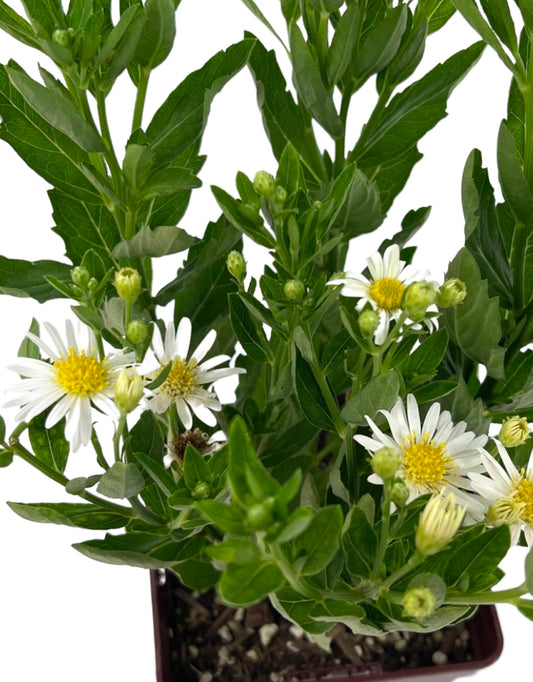 Aster 'Starshine' Quart - The Garden Corner