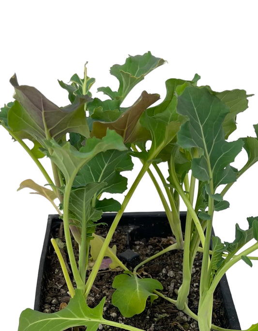 Broccoli 'Premium Crop' - The Garden Corner