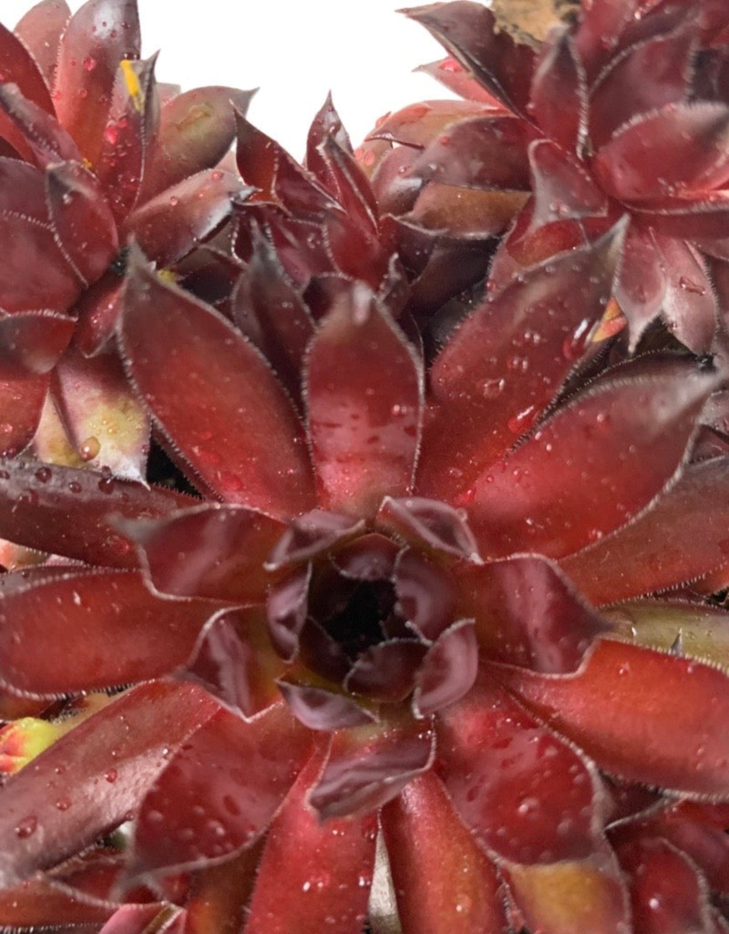 Sempervivum 'Bronco' - The Garden Corner