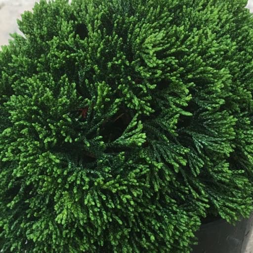 Cham. obtusa 'Just Dandy' - 1 gal - The Garden Corner