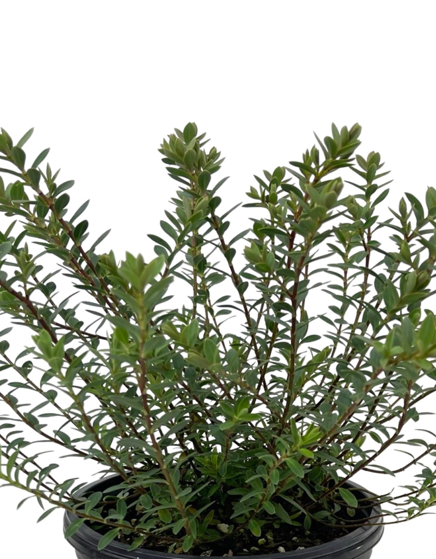 Hebe 'Western Hills' 1 Gallon - The Garden Corner