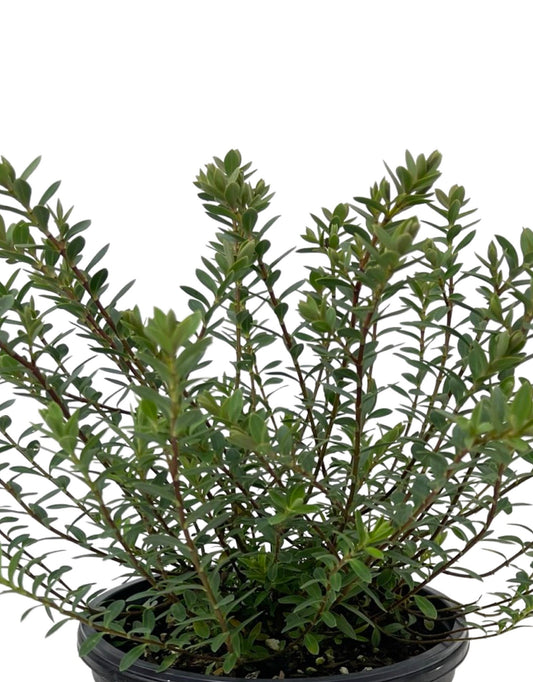 Hebe 'Western Hills' 1 Gallon - The Garden Corner