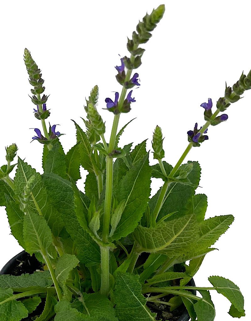 Salvia nemorosa 'May Night' 1 Gallon - The Garden Corner