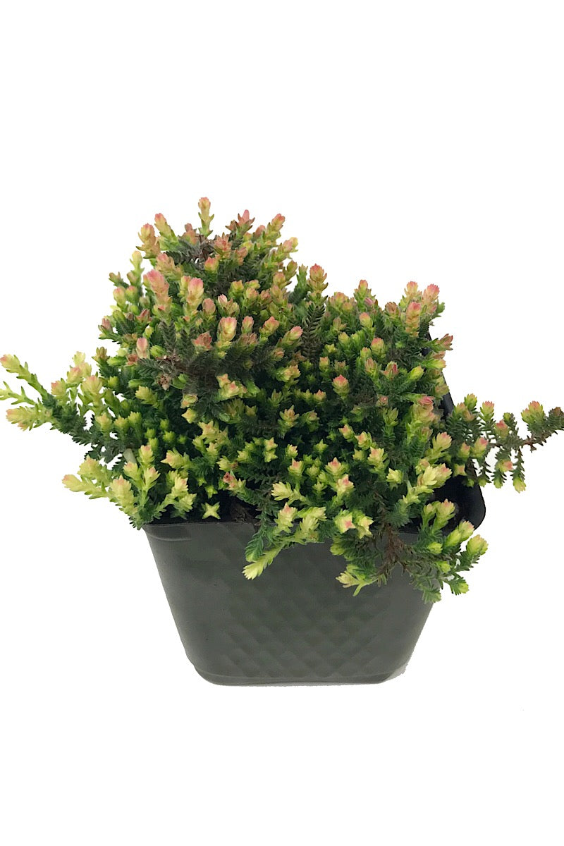 Calluna vulgaris 'Kerstin' 4 inch