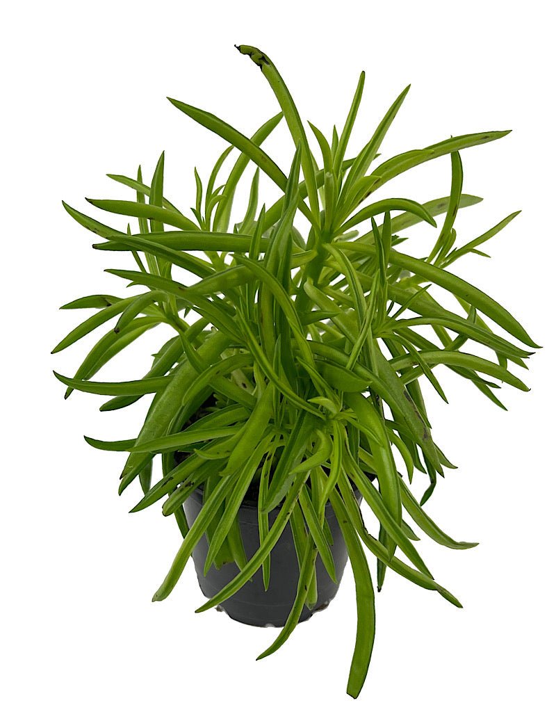 happy bean succulent plant Peperomia 'Happy Bean' – The Garden Corner
