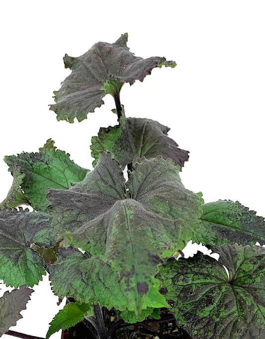 Lunaria 'Rosemary Verey Quart - Perennials