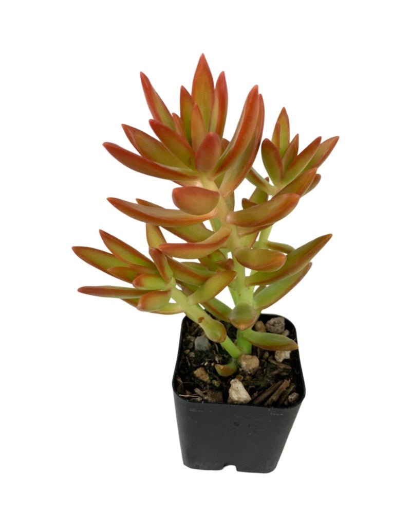 adolphi succulent Sedum adolphi – The Garden Corner