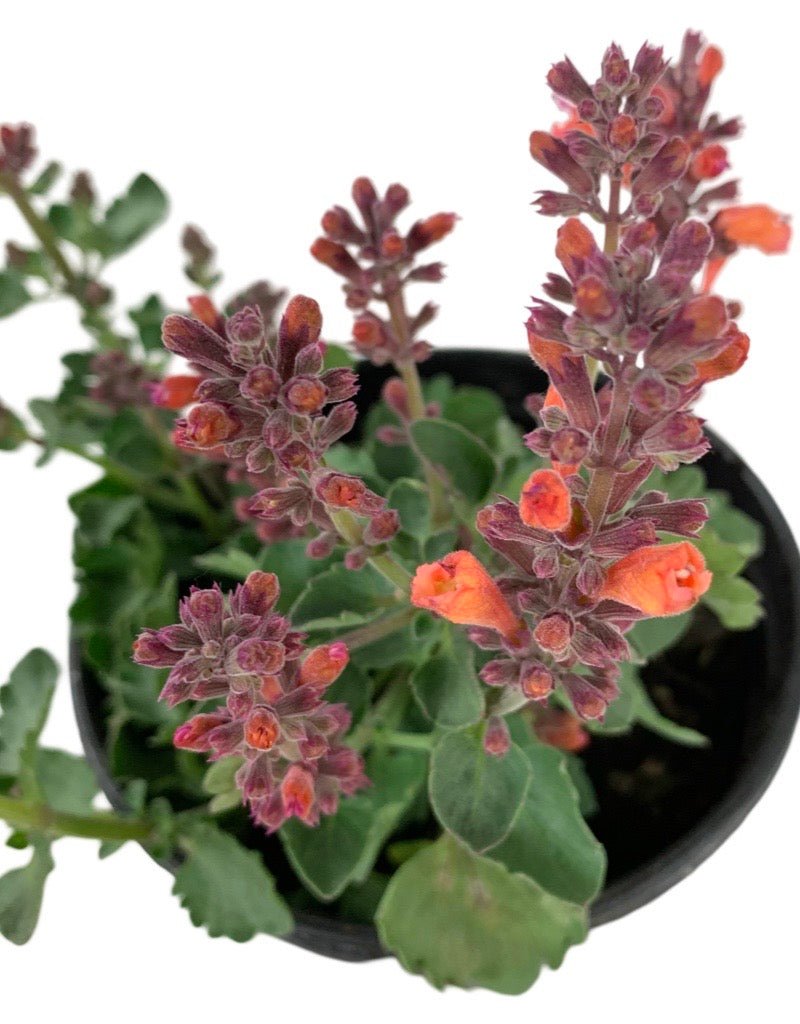 Agastache 'Kudos Ambrosia' - The Garden Corner