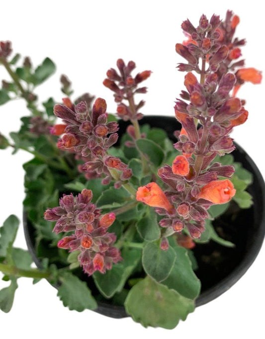 Agastache 'Kudos Ambrosia' - The Garden Corner