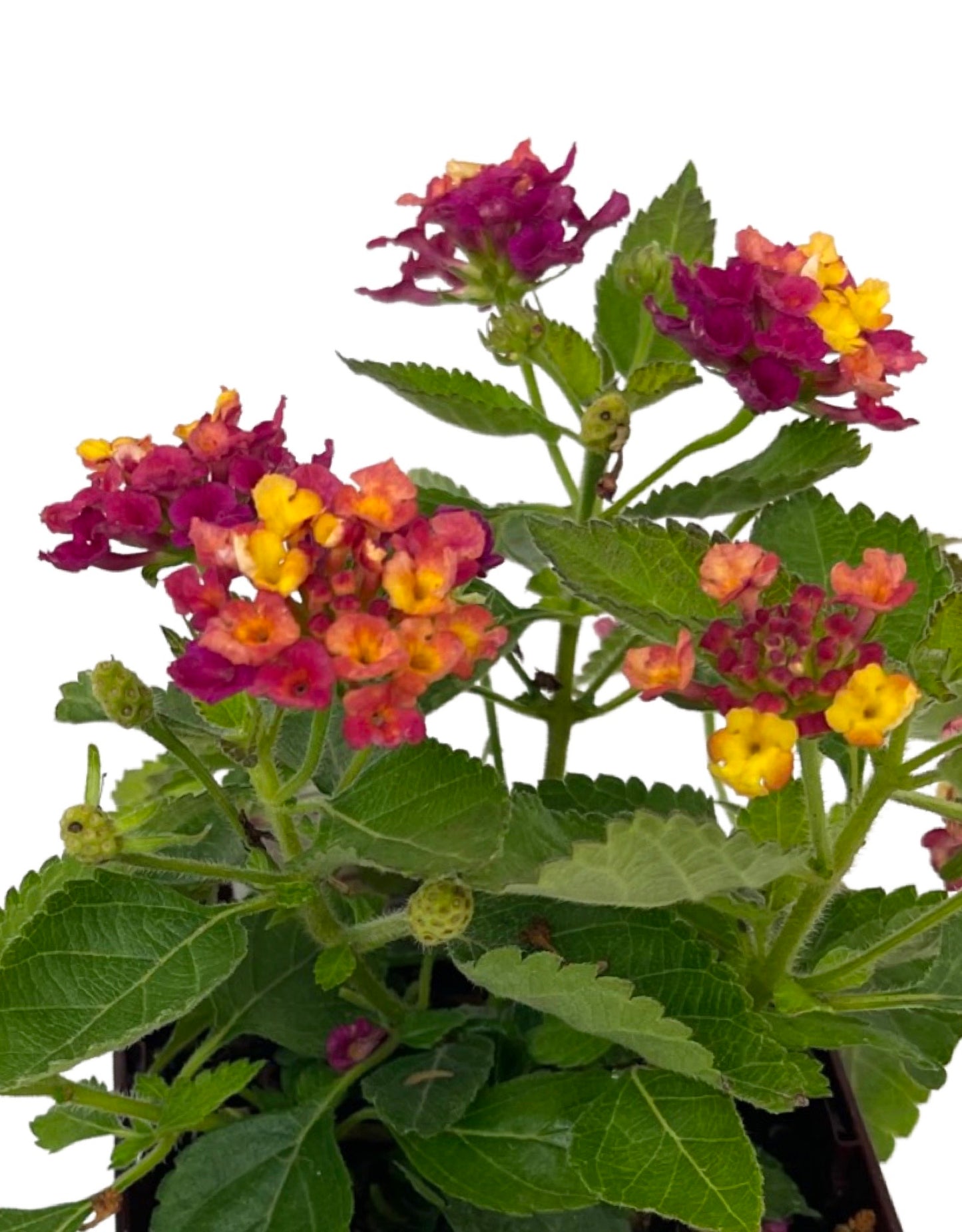 Lantana 'Bandana Cherry' Quart - The Garden Corner