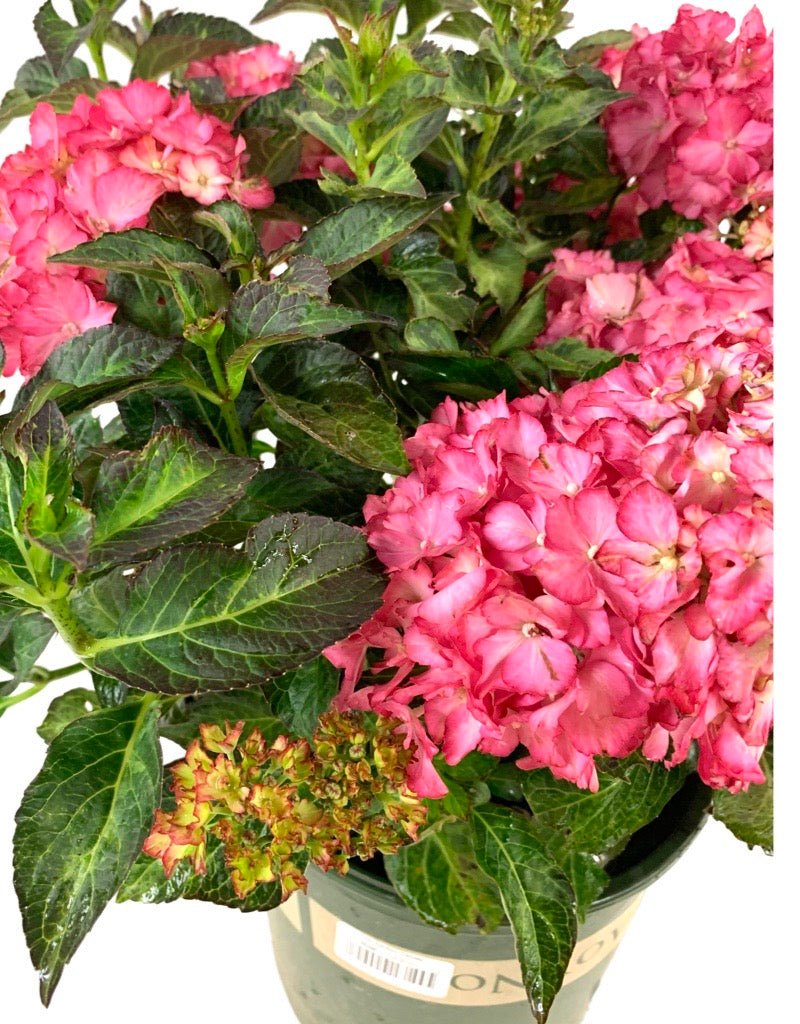 Hydrangea macrophylla 'Seaside Serenade Hamptons' - The Garden Corner