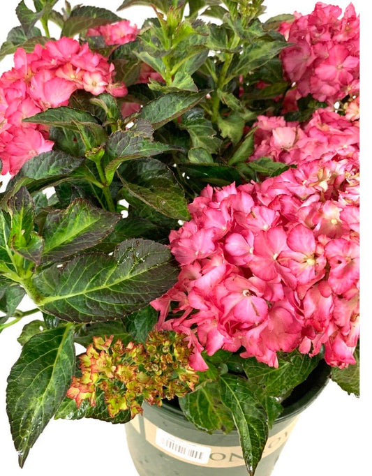 Hydrangea macrophylla 'Seaside Serenade Hamptons' - The Garden Corner