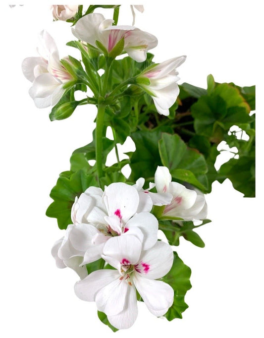 Ivy Geranium 'Precision White Red Eye' - The Garden Corner