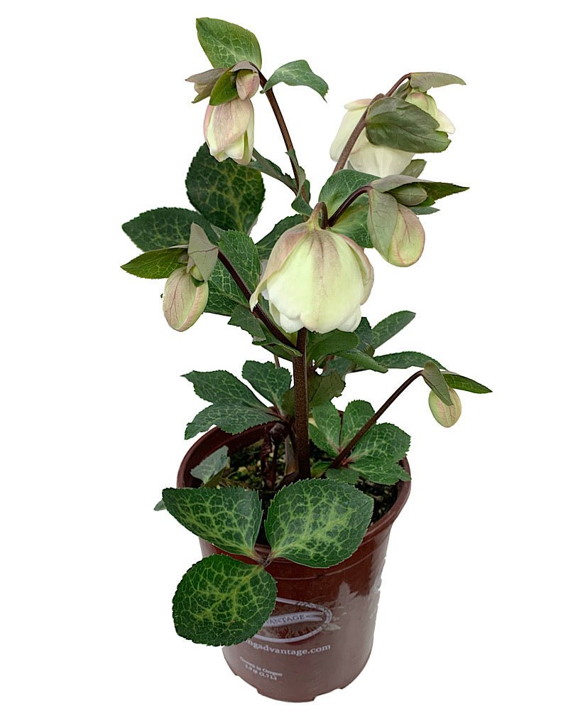 Helleborus x 'Molly's White' - The Garden Corner