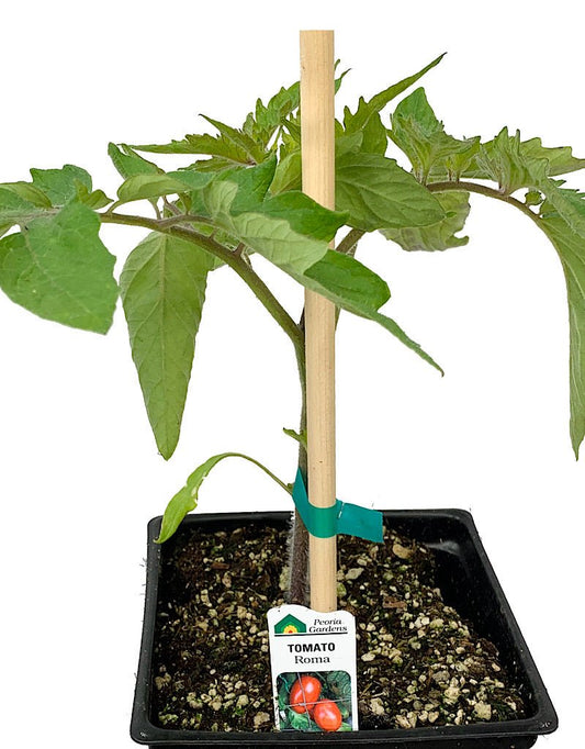 Tomato 'Roma' 1 gal - The Garden Corner