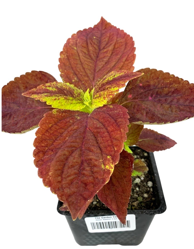 Coleus 'Alabama'